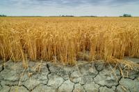 INFORMACJA - zagrożenie wystąpienia suszy rolniczej na terenie Gminy Bieżuń